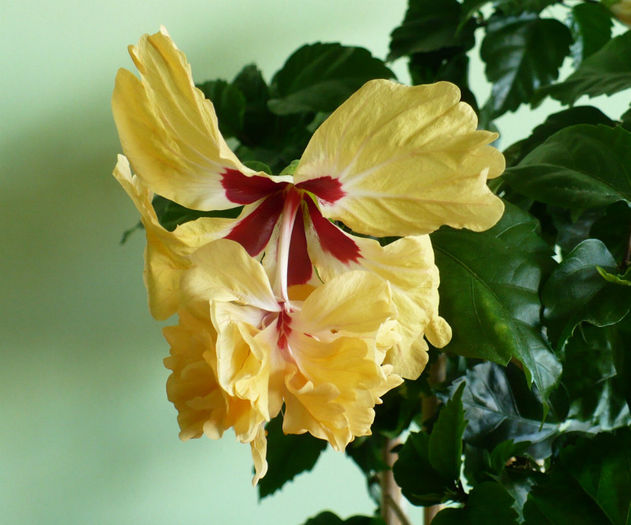 P1450334 - hibiscusi 2013