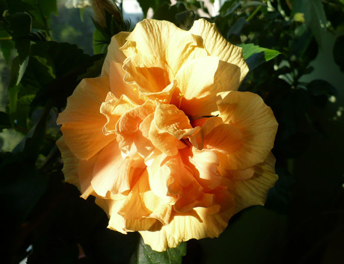 P1450364 - hibiscusi 2013