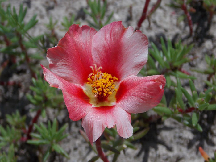 DSCN0662 - PORTULACA 2013