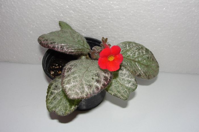 Thad s Pink Diamonds - Episcia Thads