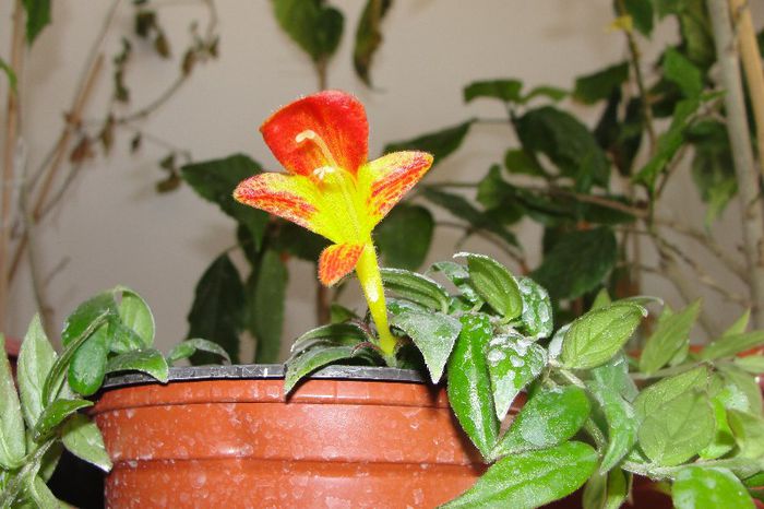 Early Bird - Alte gesneriaceae
