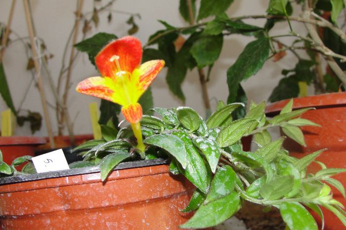  - Alte gesneriaceae