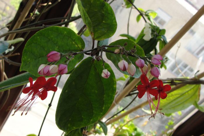 clerodendron Speciosum - Alte floricele