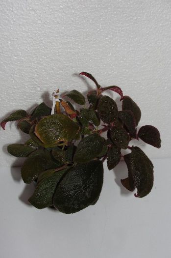  - Alte gesneriaceae