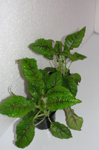  - Alte gesneriaceae
