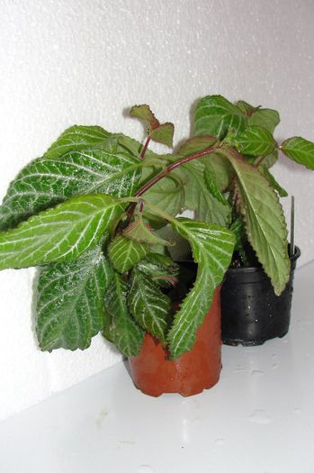  - Alte gesneriaceae