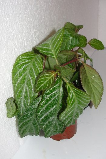 Diastema Luteolumined - Alte gesneriaceae