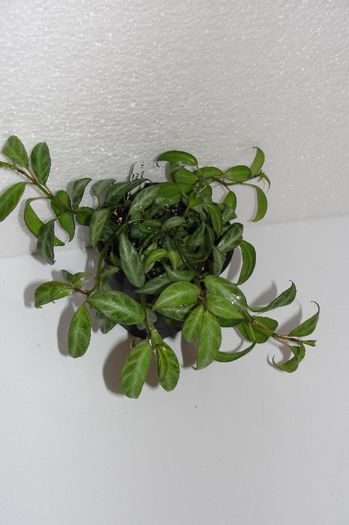  - Alte gesneriaceae
