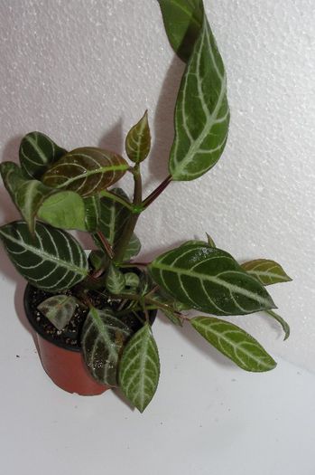 Drymonia Chiribogana - Alte gesneriaceae