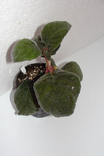 Pearcea Schimpfii - Alte gesneriaceae
