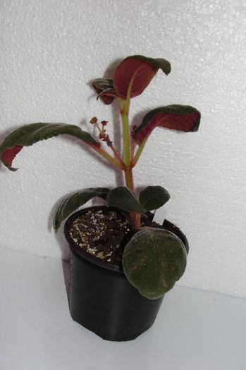 Pearcea Schimpfii - Alte gesneriaceae
