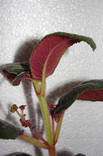  - Alte gesneriaceae