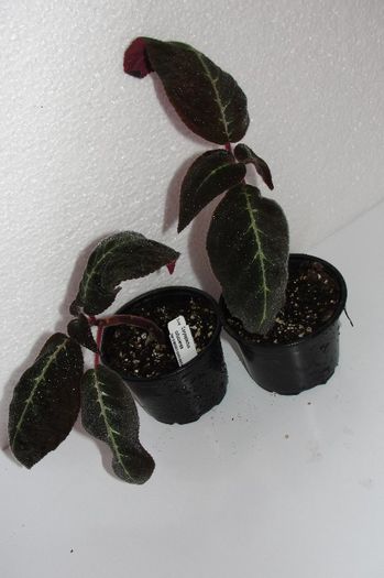  - Alte gesneriaceae
