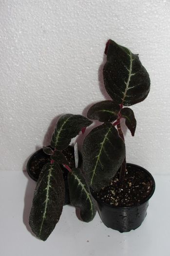 Corytoplectus Cutucuensis - Alte gesneriaceae