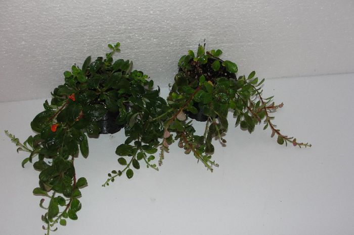 Neomortonia Mummularia - Alte gesneriaceae