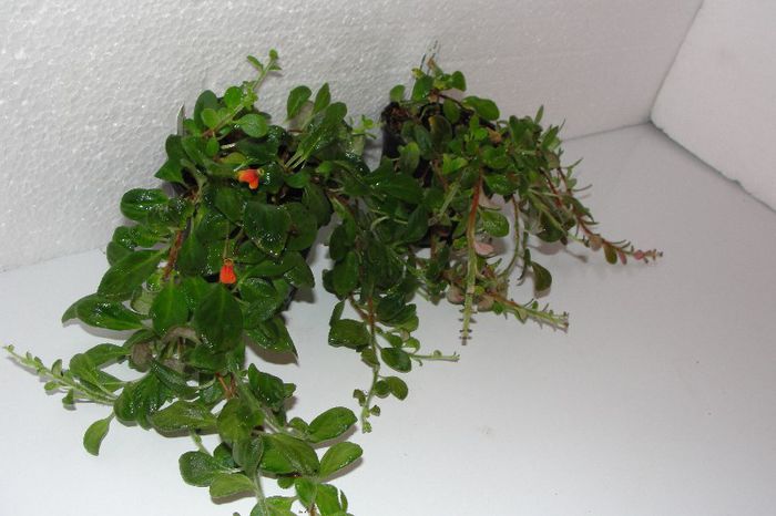  - Alte gesneriaceae