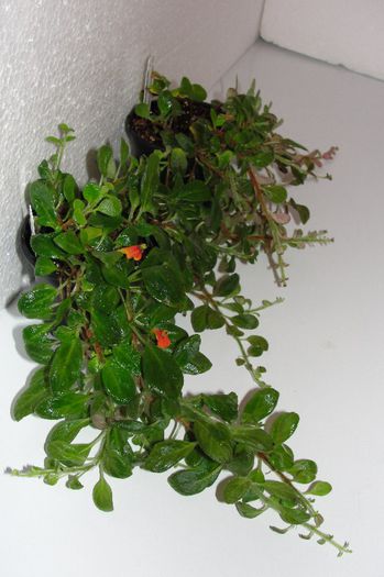  - Alte gesneriaceae