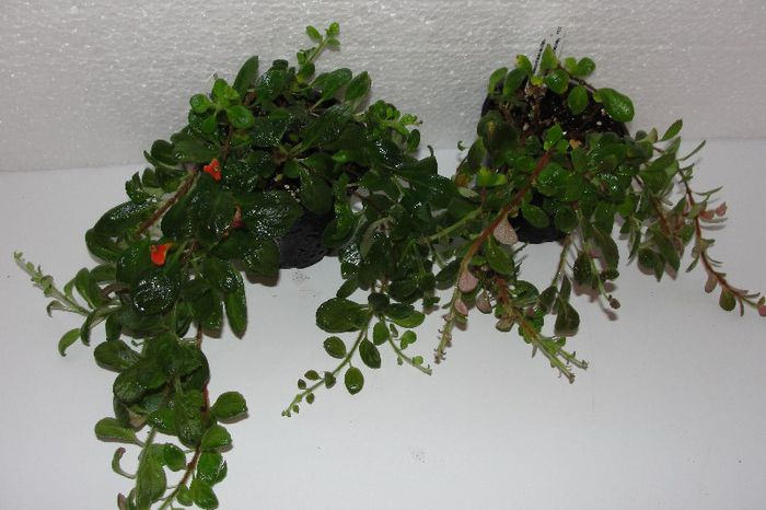  - Alte gesneriaceae