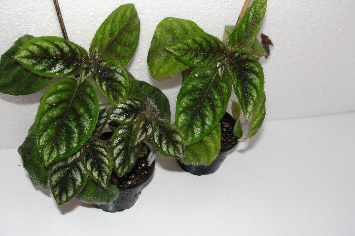  - Alte gesneriaceae