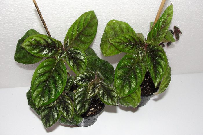 Raphiocarpus Peteotii - Alte gesneriaceae