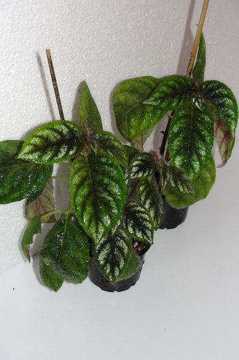  - Alte gesneriaceae