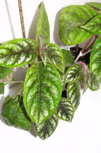  - Alte gesneriaceae