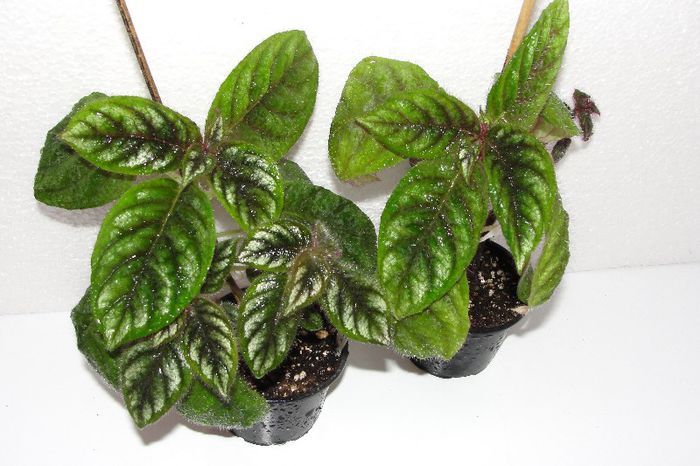  - Alte gesneriaceae
