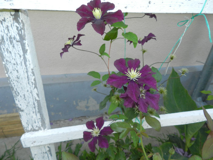 DSCN8453 - CLEMATIS