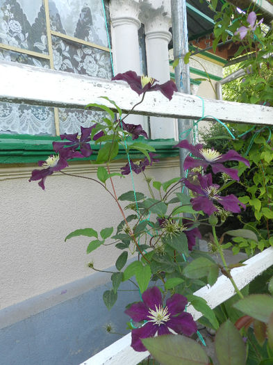 DSCN8456 - CLEMATIS