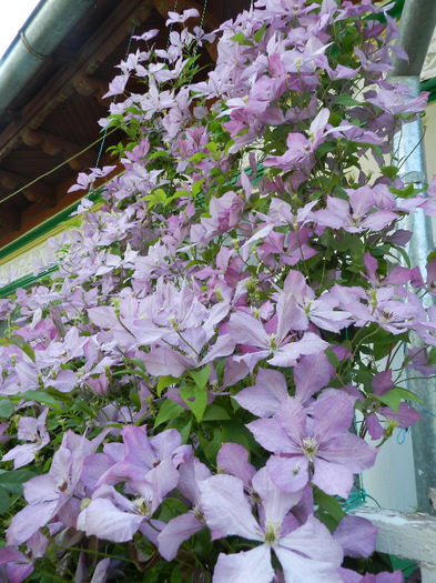 DSCN8463 - CLEMATIS