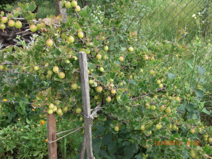 agris copac - Gradina Casa si Plante Rare sau Deosebite pentru Sanatate