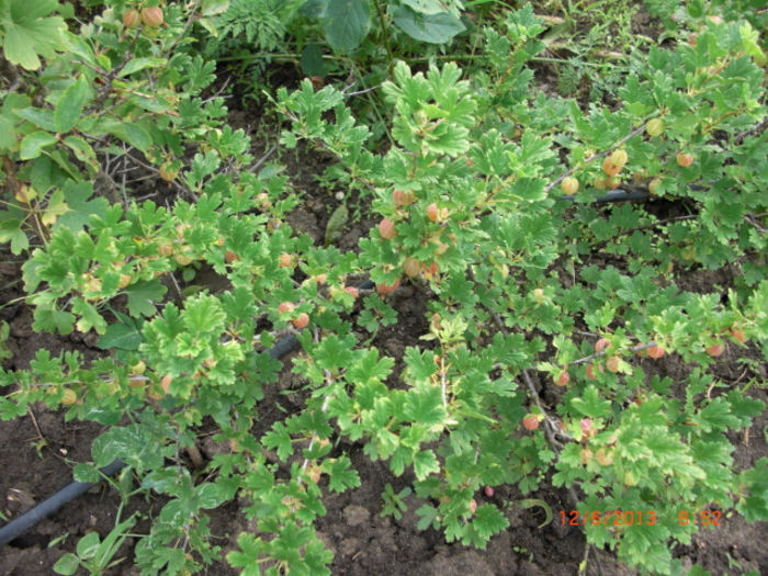 agris tufa - Gradina Casa si Plante Rare sau Deosebite pentru Sanatate