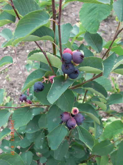 pom de stafide amelanchier - Pomul de Stafide