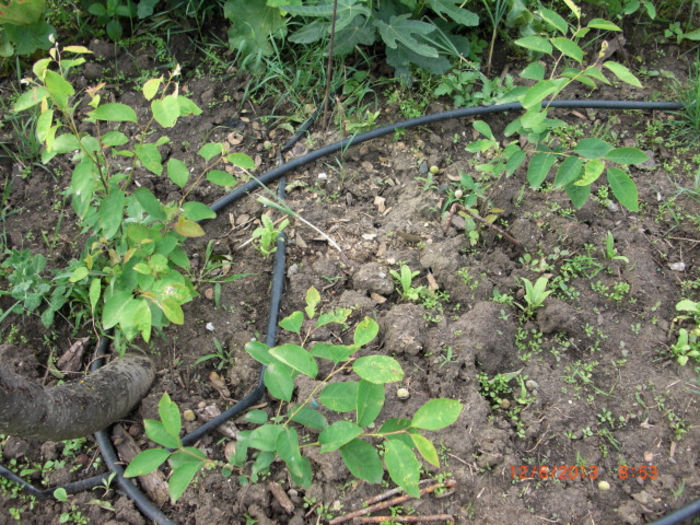 aronia an2 - Gradina Casa si Plante Rare sau Deosebite pentru Sanatate
