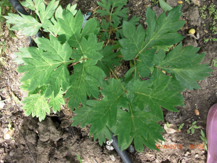 bujor copac - Gradina Casa si Plante Rare sau Deosebite pentru Sanatate