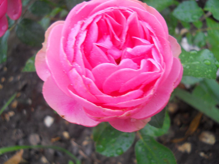 leonardo da vinci , din butas pus anul trecut