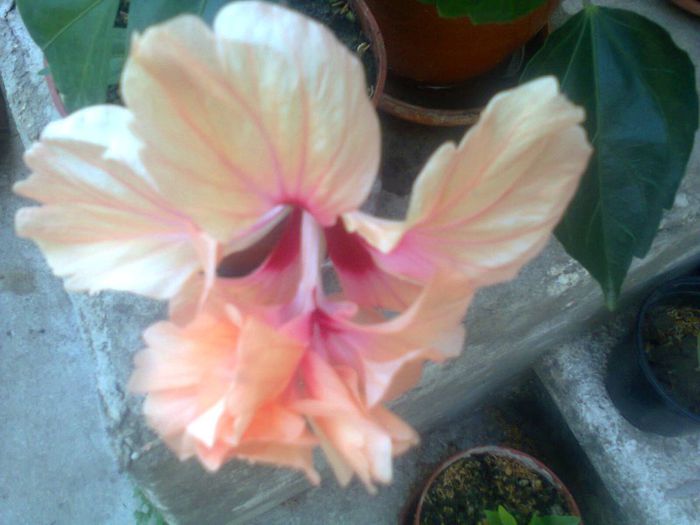 El cap.orange - Hibiscus