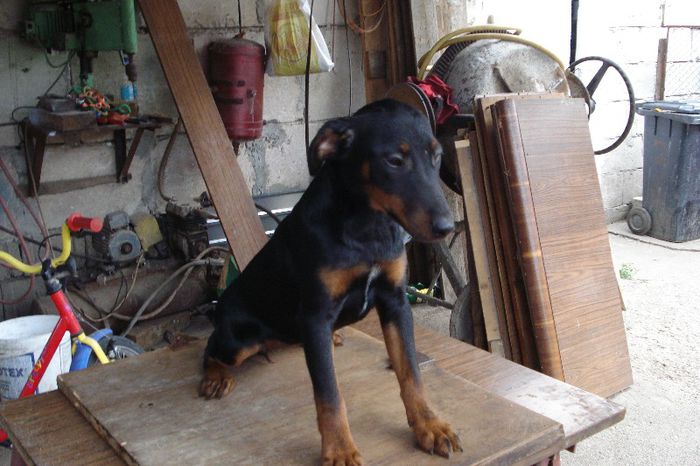 mura si mara 4 luni - jagdterrier sagu arad