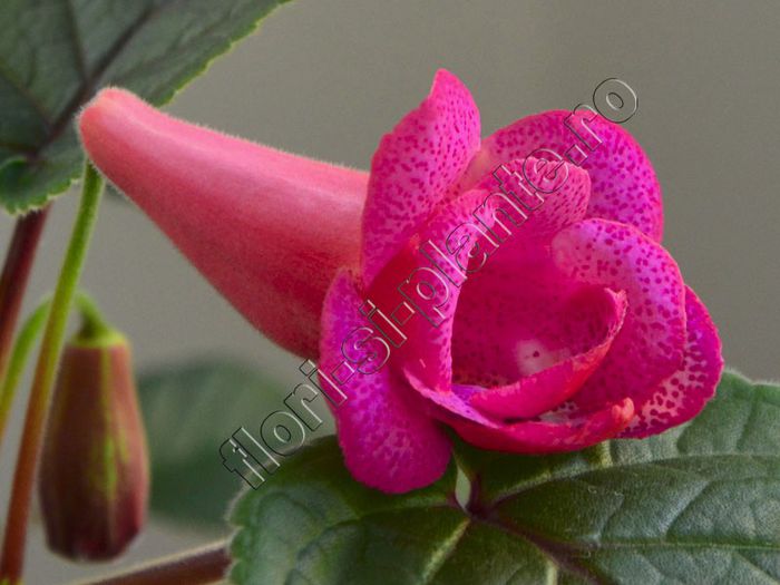 Sinningia Red Sleeve
