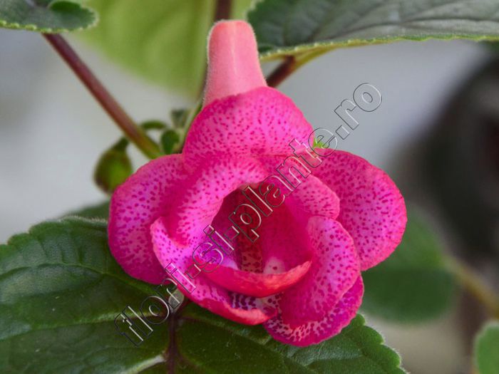 Sinningia Red Sleeve - GLOXINIA _ SINNINGIA__NEWS 2013