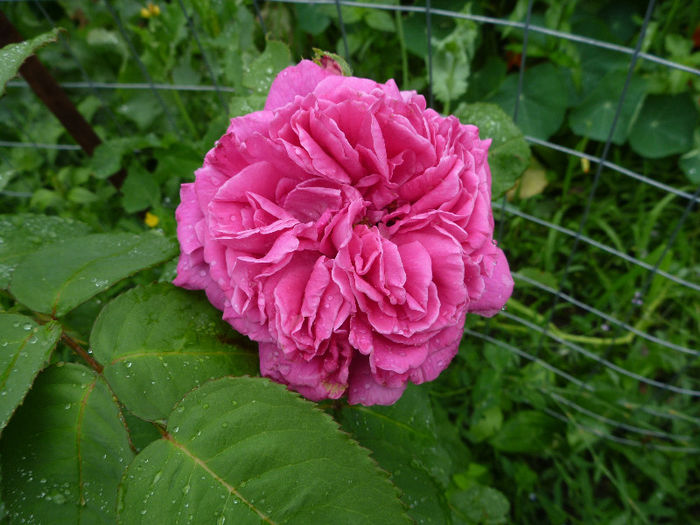 madame isaac pereire