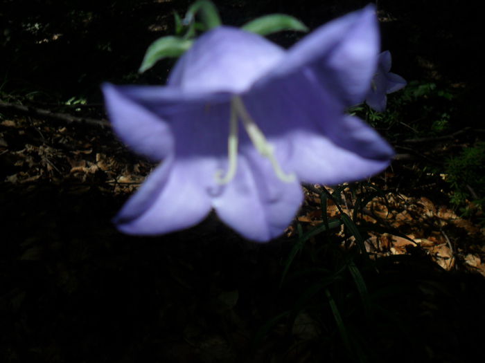 SAM_4260 - diverse - flori de gradina 2013