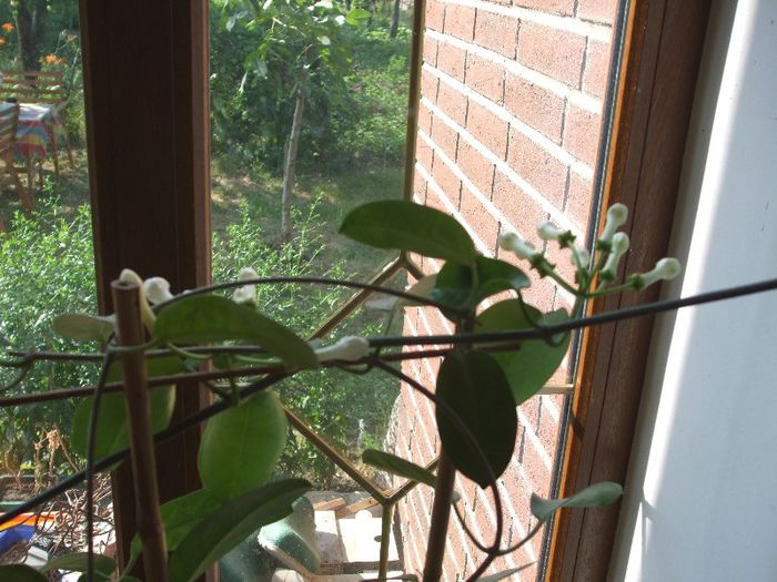 Picture 009 - Stephanotis