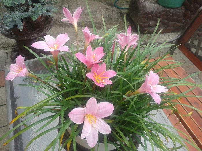 20130611_095048 - Primavara-vara 2013