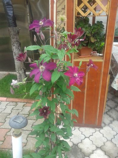clematis cardinal - Primavara-vara 2013