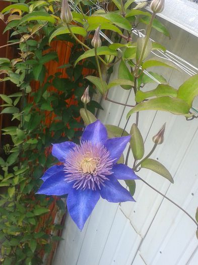 20130614_140351 - Primavara-vara 2013