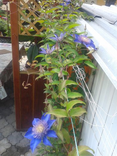 20130614_140400 - Primavara-vara 2013