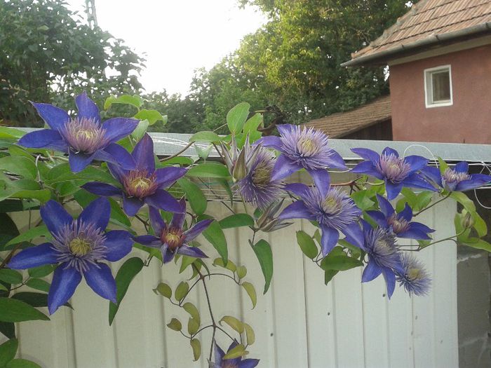 clematis multiblue - Primavara-vara 2013