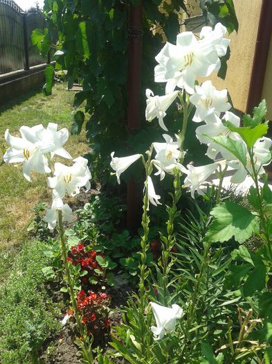 20130620_145510 - Primavara-vara 2013