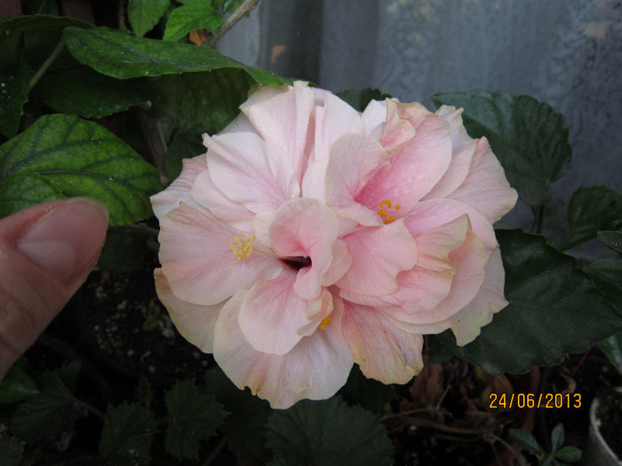 Picture 004 - hibiscus